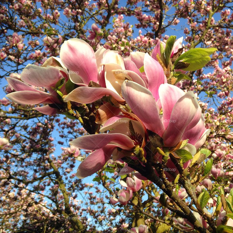 Magnolias. Kenwood house, hampstead park, north London