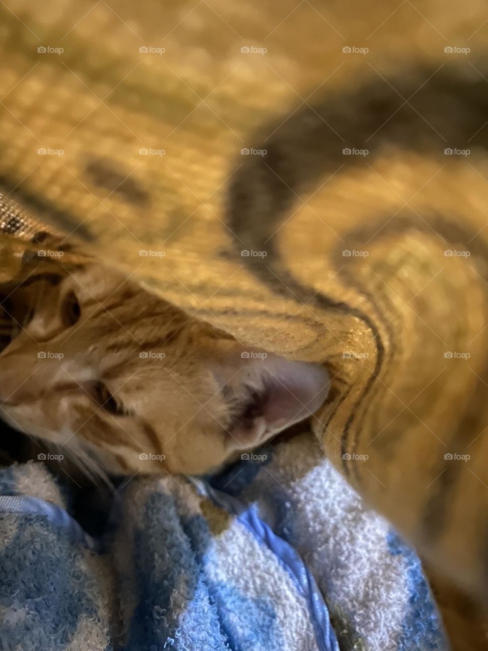 A cat hiding under a heavy clothes to feel warm 