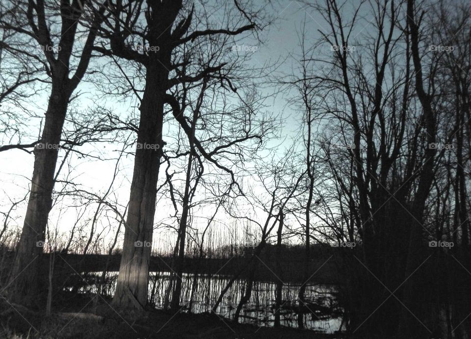 mysterious swamp in the country in black and white