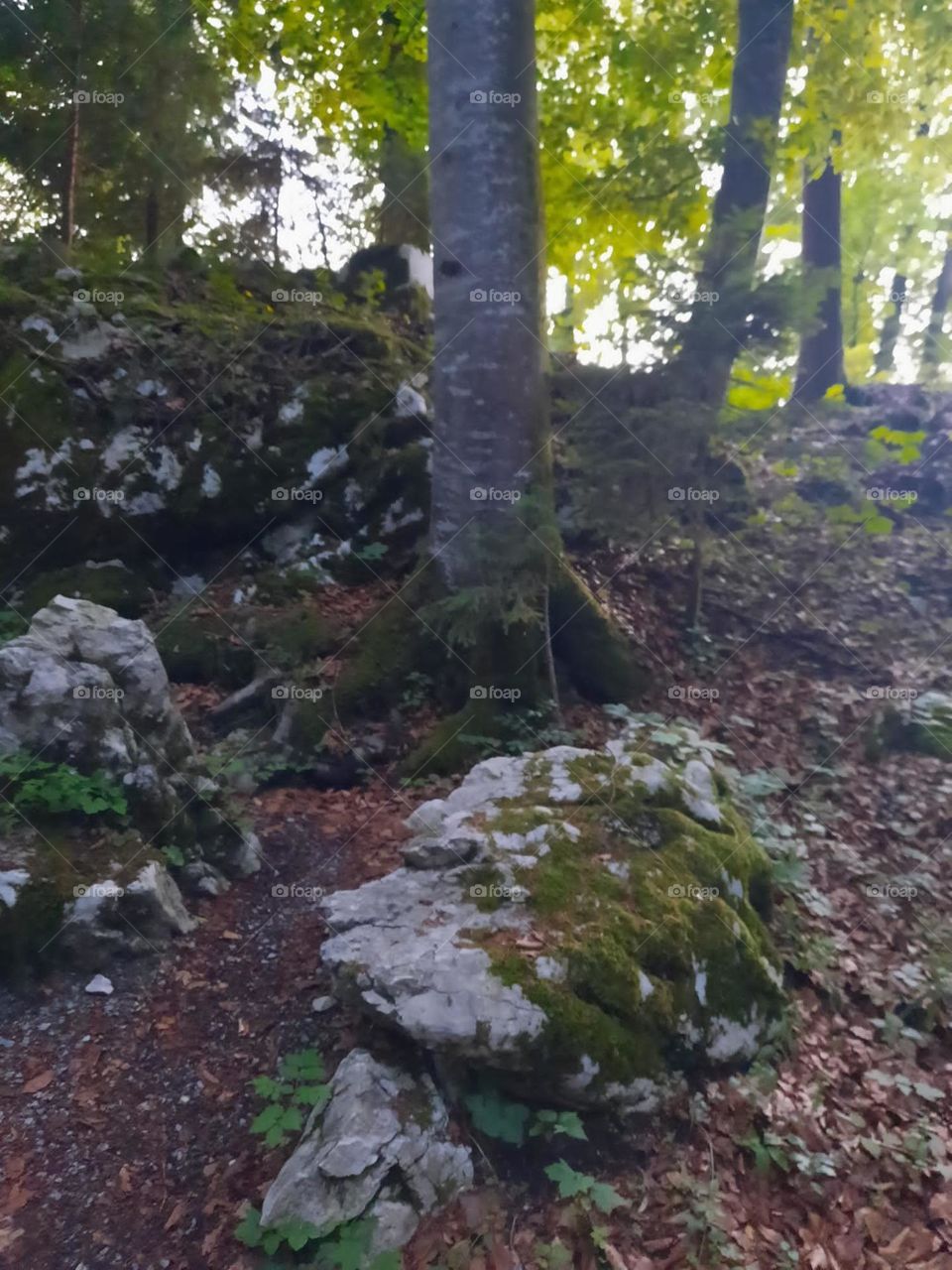 Wald Steine Felsen 