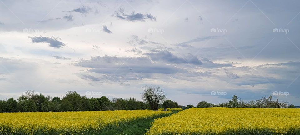 Flowers Field