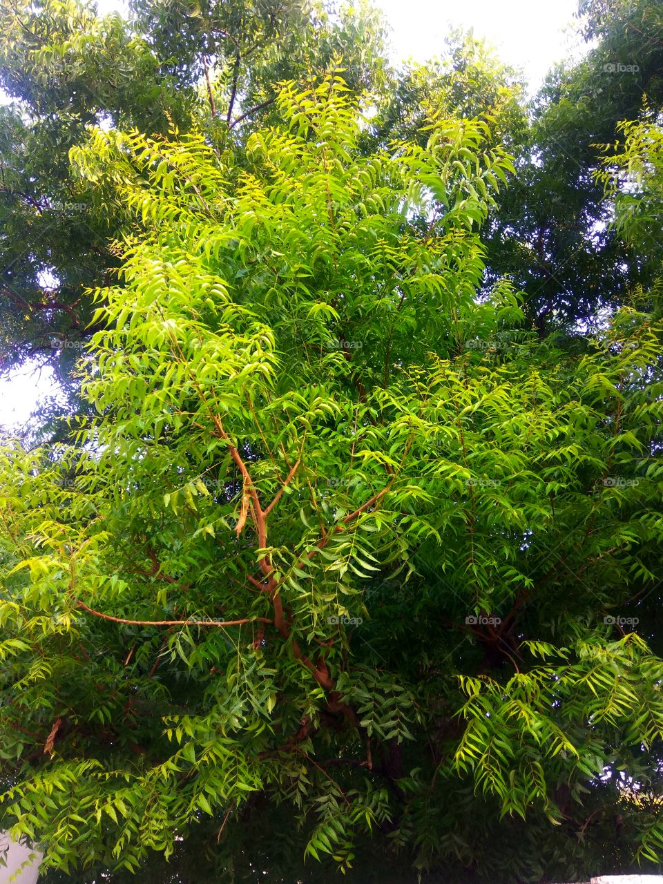 neem tree