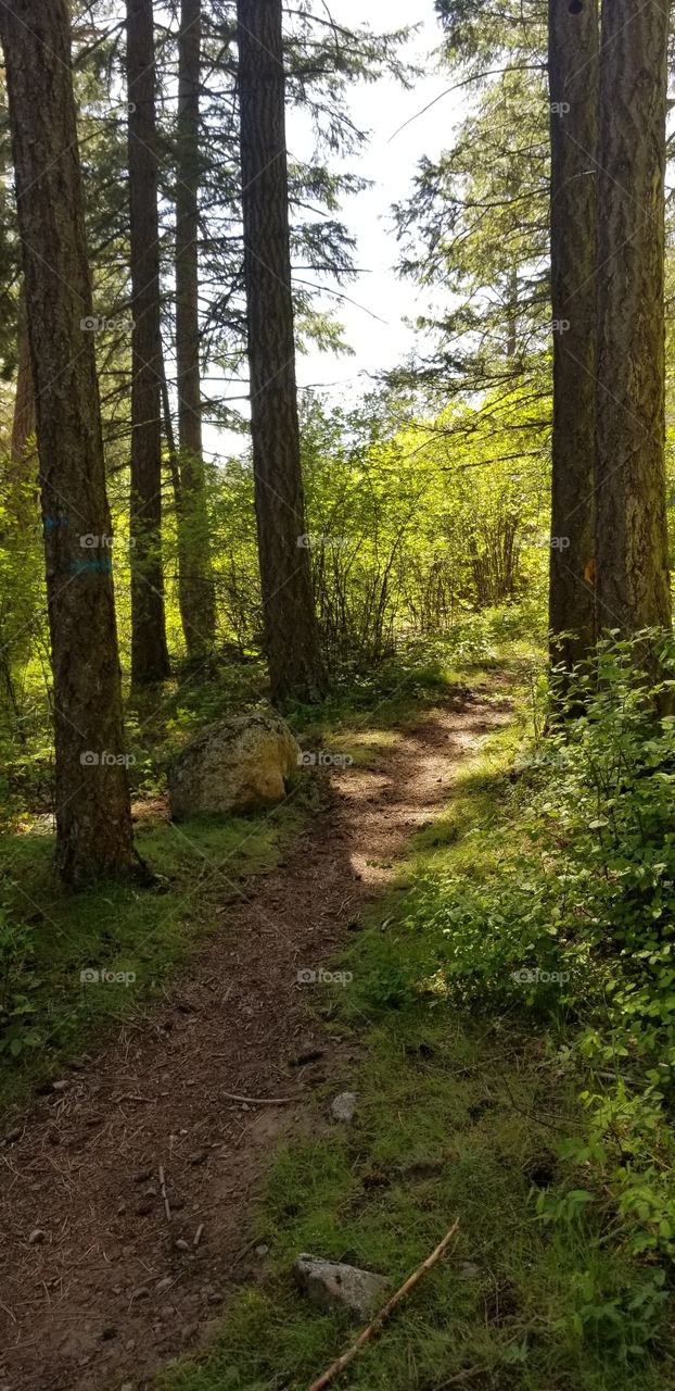 dirt hiking trail in the woods surrounded by green foliage shaded by trees on a sunny spring day
