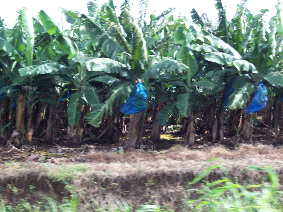 Plantation of bananas