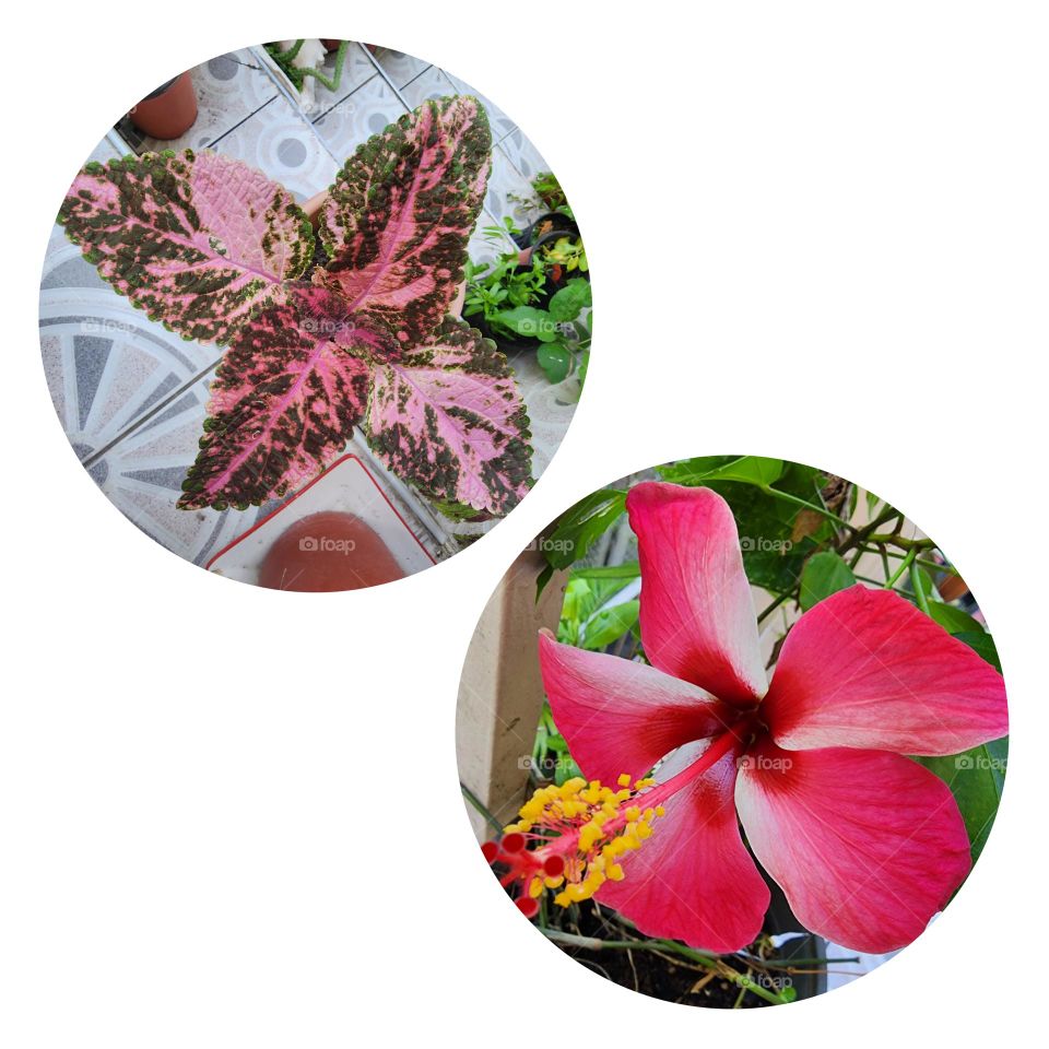 Joseph' s  and red hibiscus