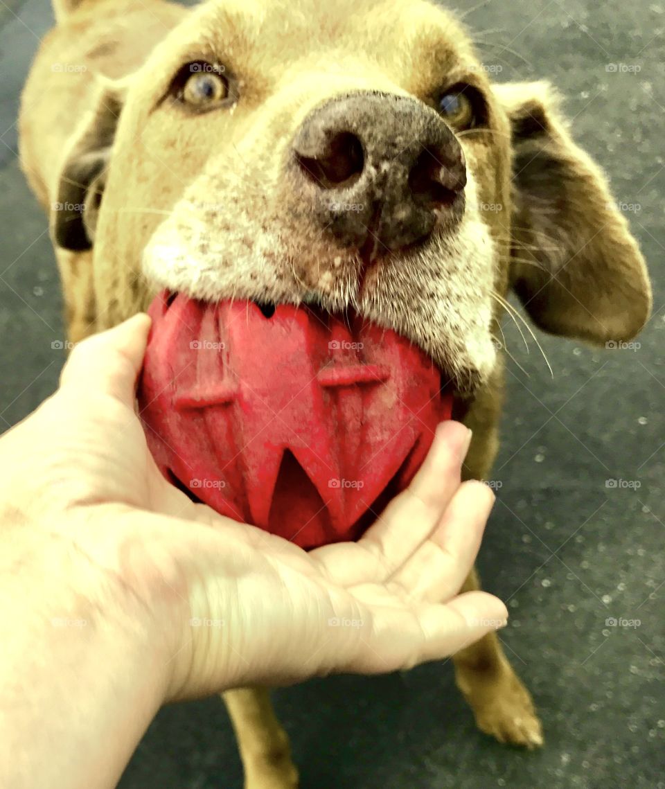 Dog Playing with Red Ball