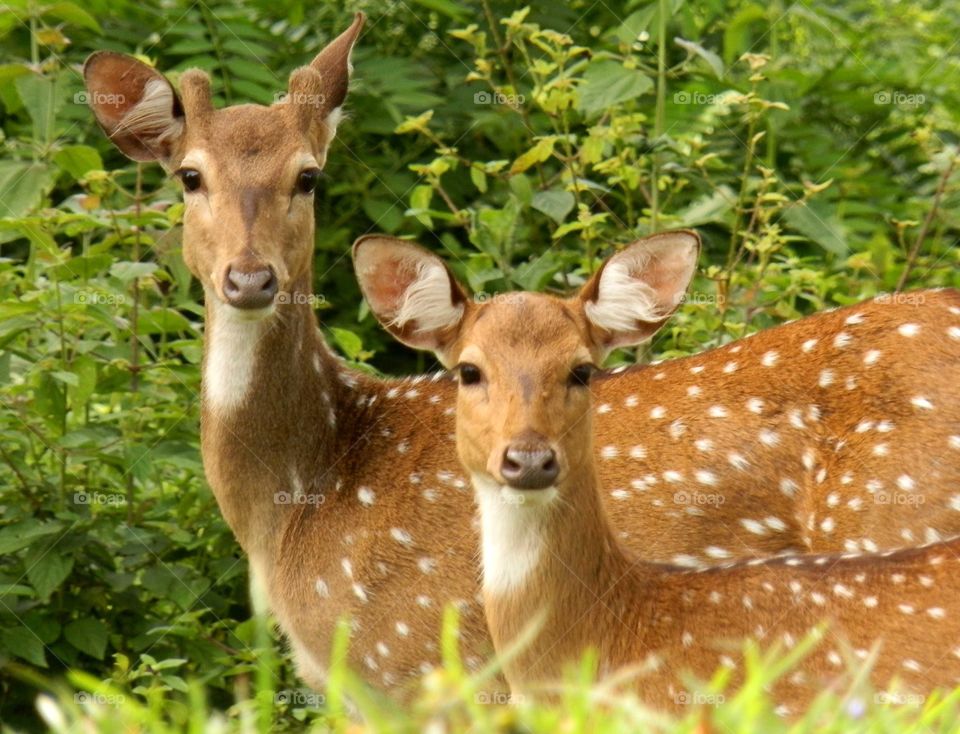 spotted deer