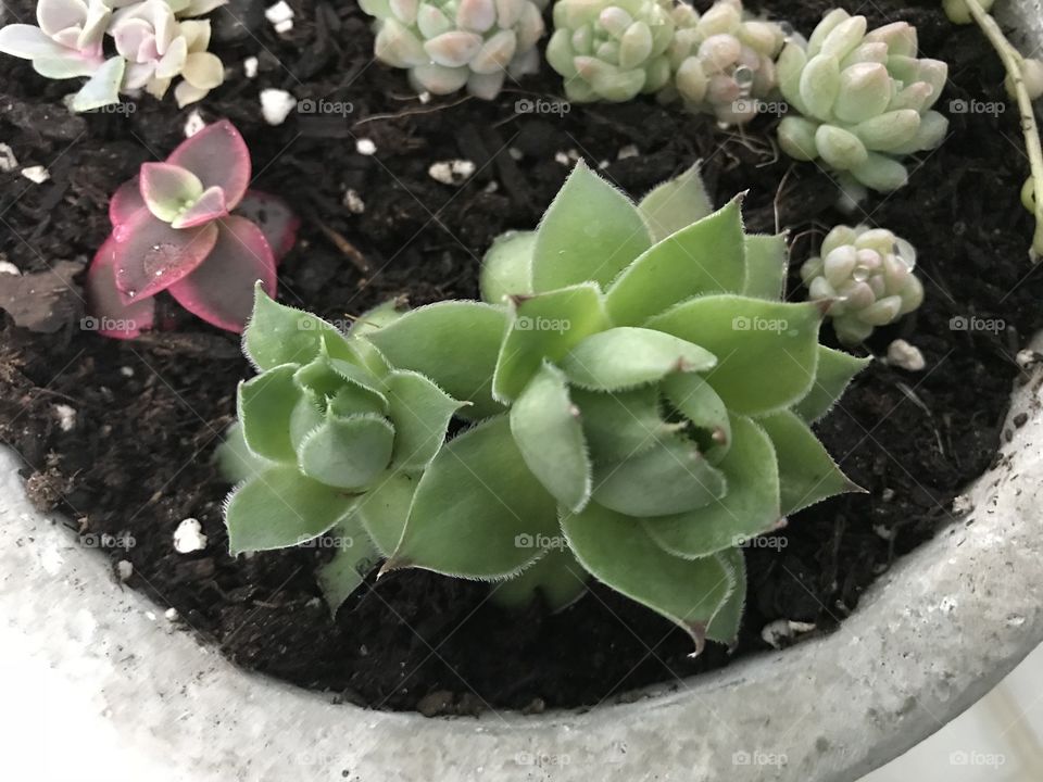 Hens and Chicks - Succulents 