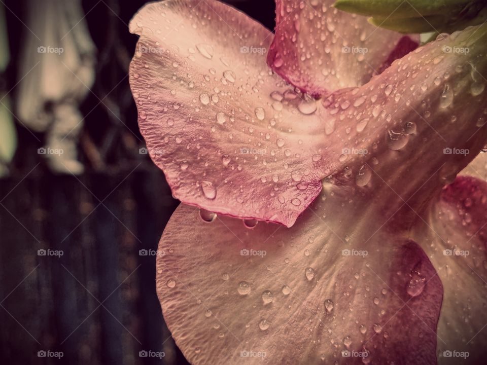 Floral photography  - allamanda  - water drop