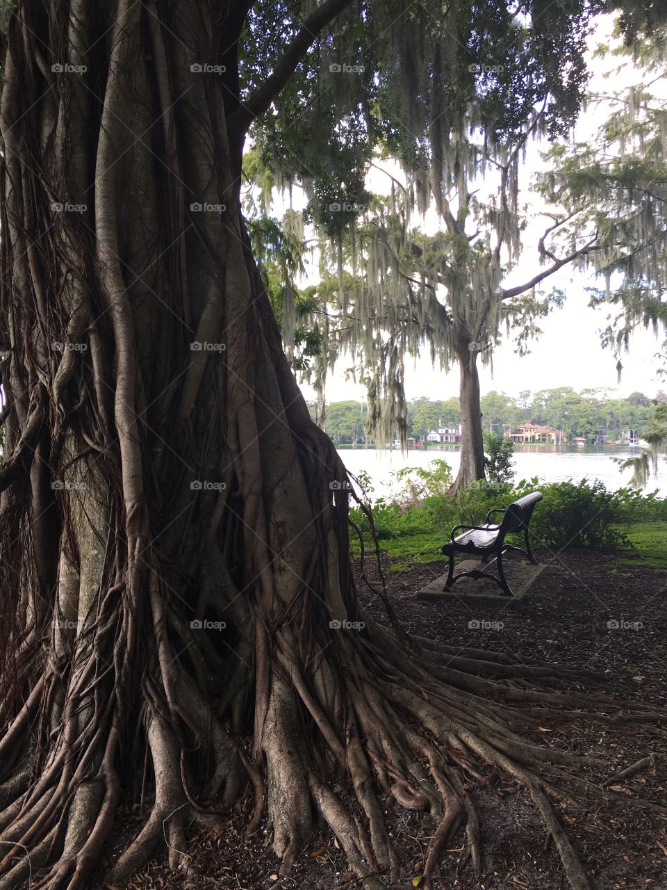 Tree trunk art created by God.