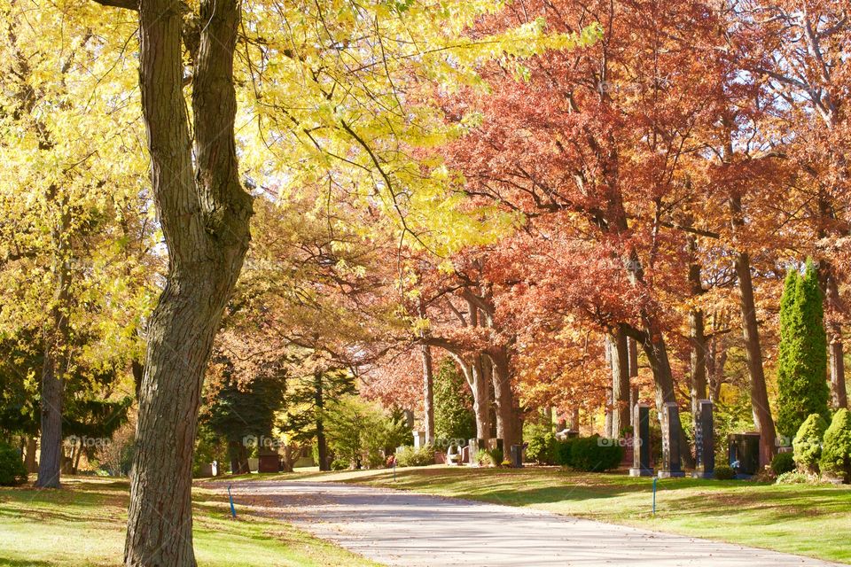 Fall, Tree, Leaf, Park, Guidance