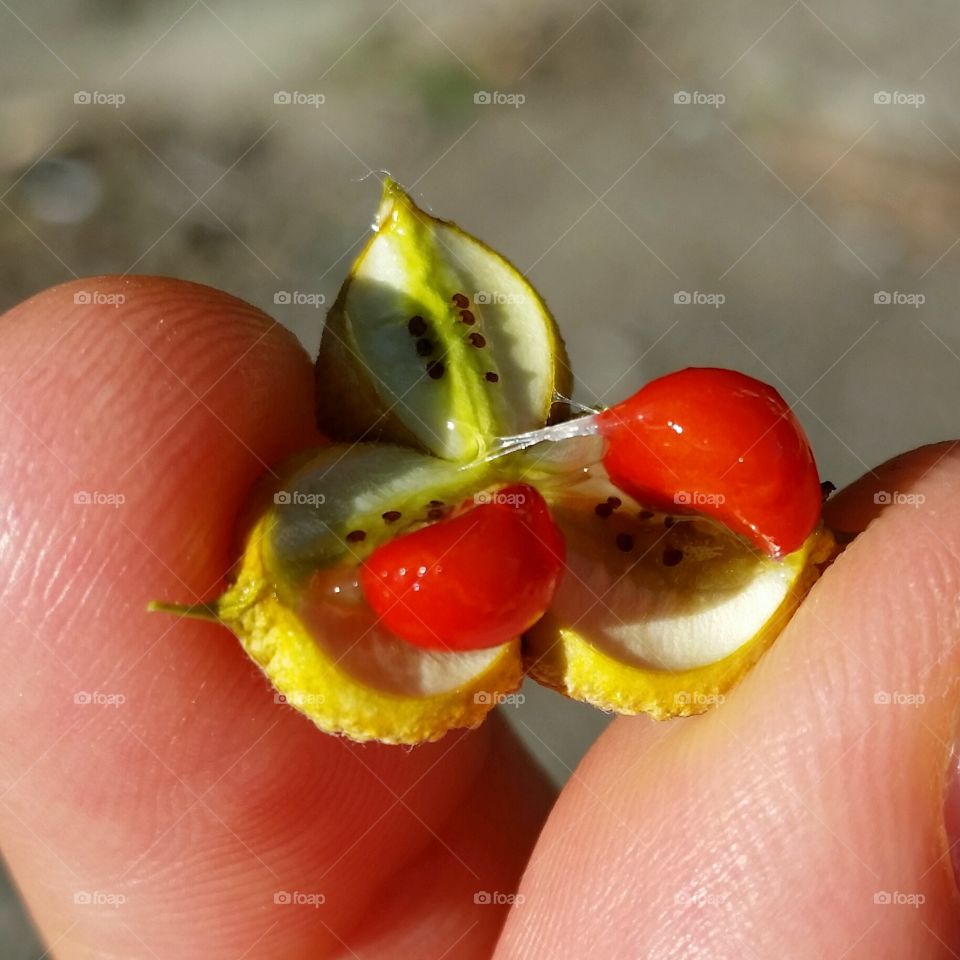 An fruit like interesting plant