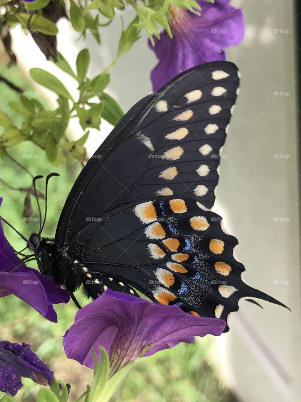 Butterfly seated feeding side view swallowtail 