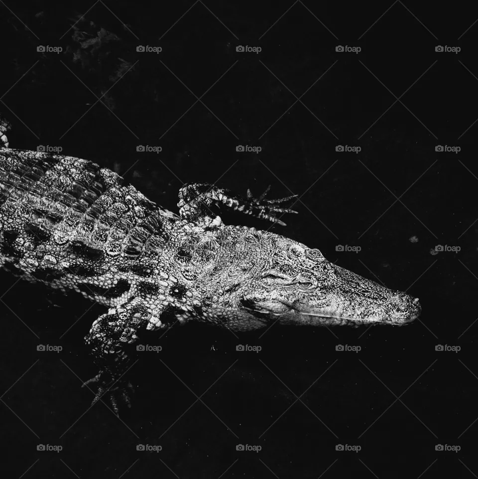 crocodile 