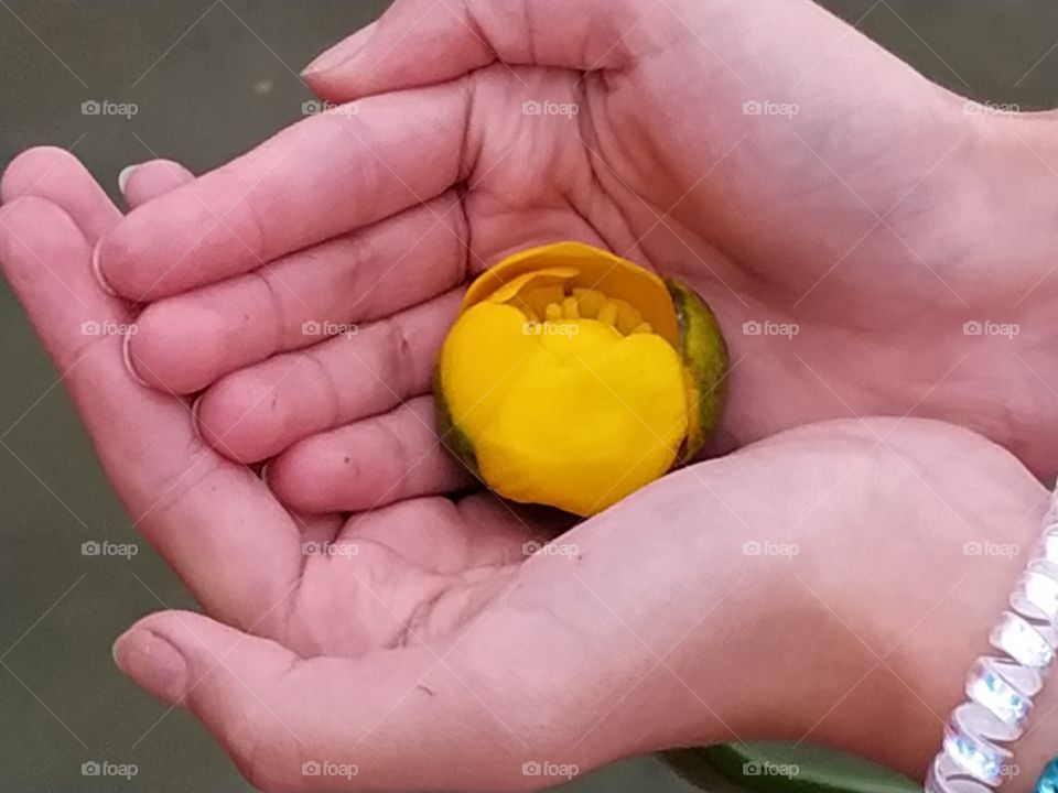 hands and water lilies