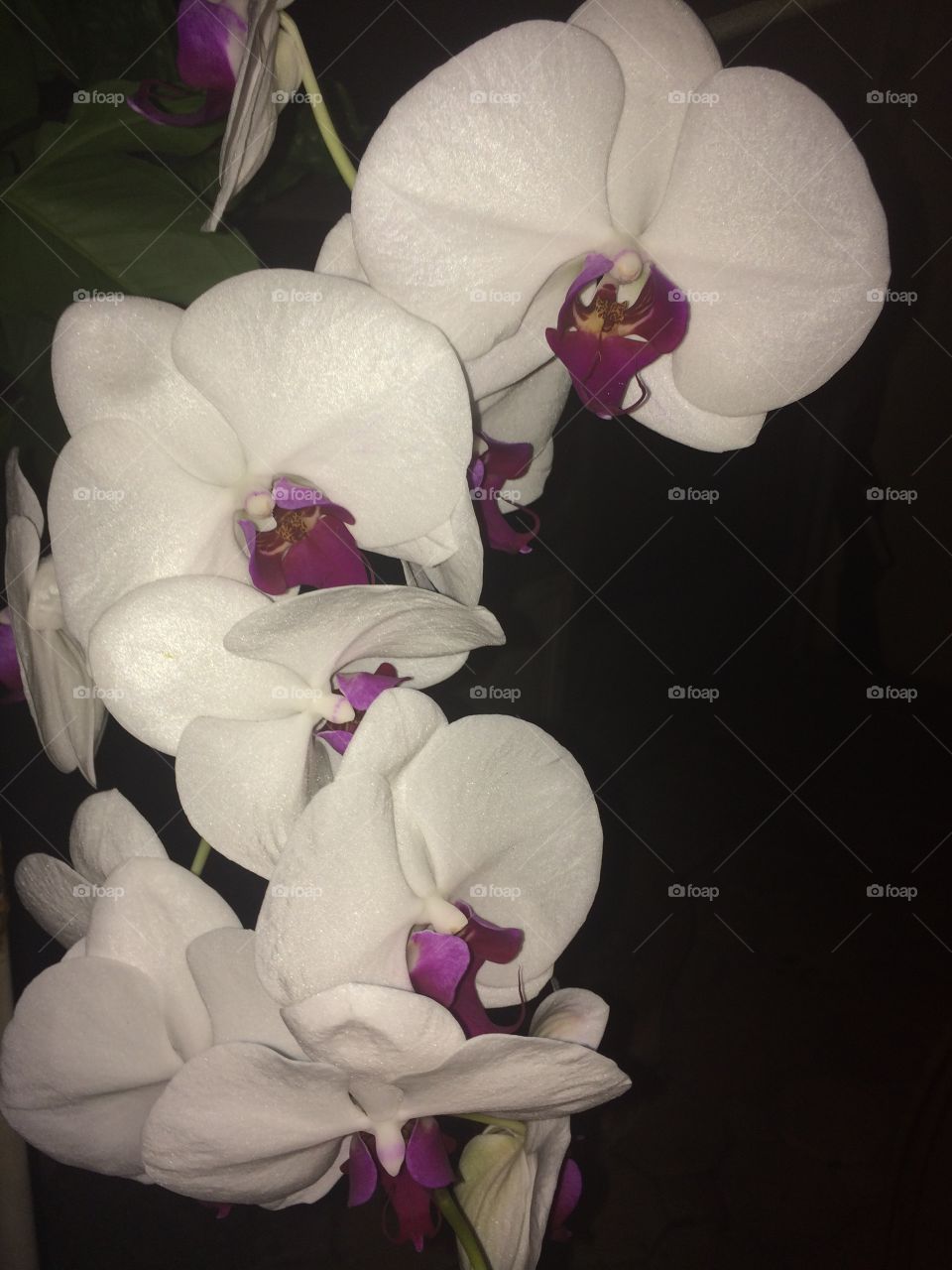 Orchid. White orchid