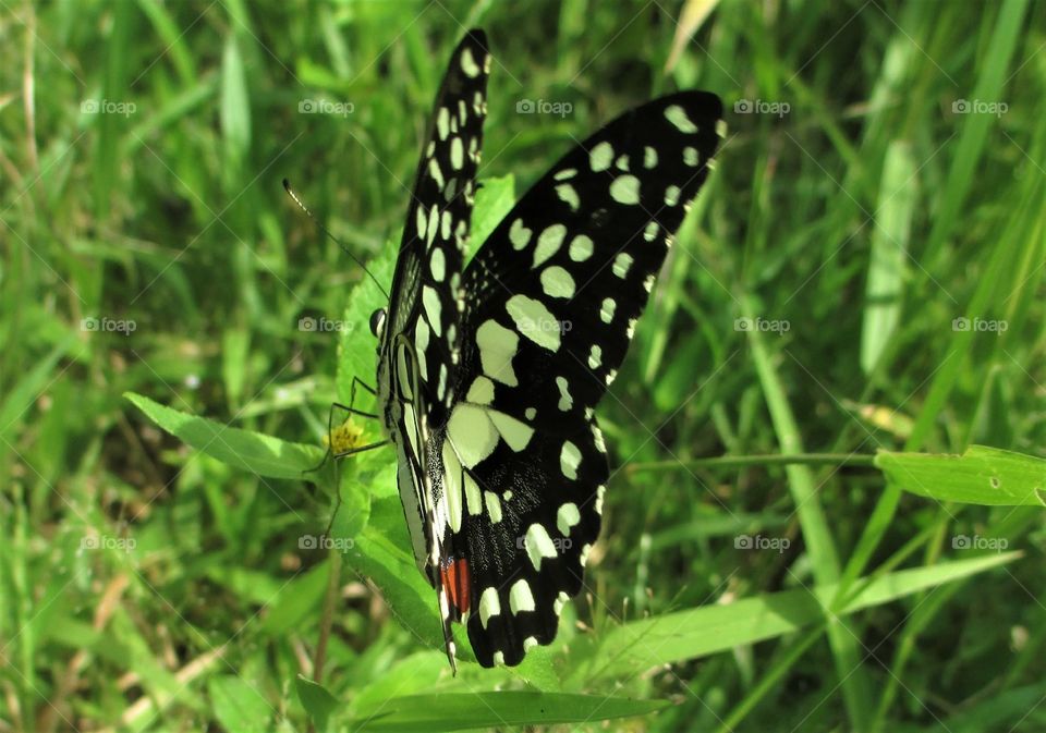 Lime Butterfly(Papilio demoleus)