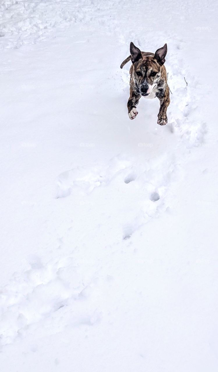 Dog Running In The Snow