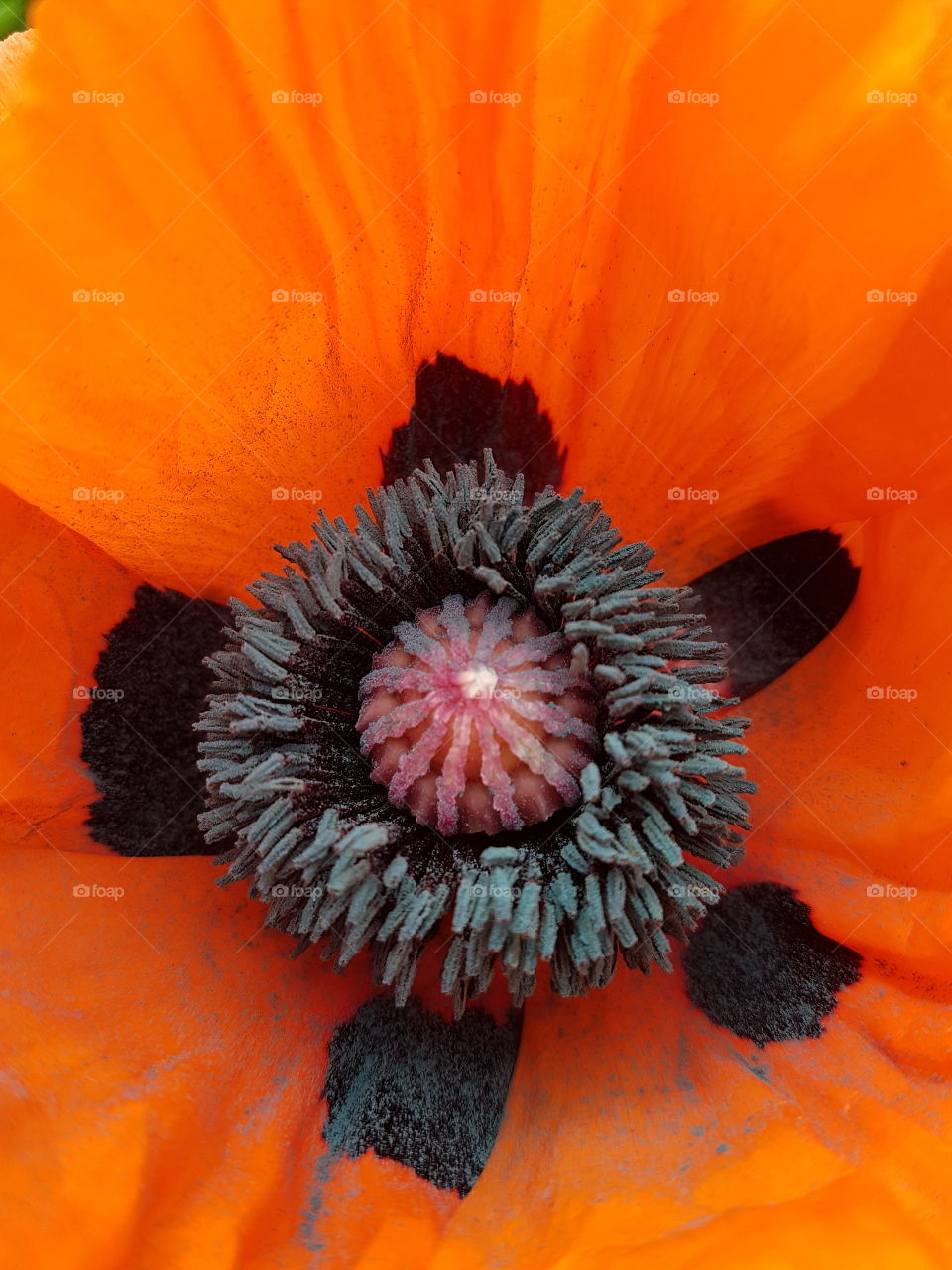 Garden Poppy closeup