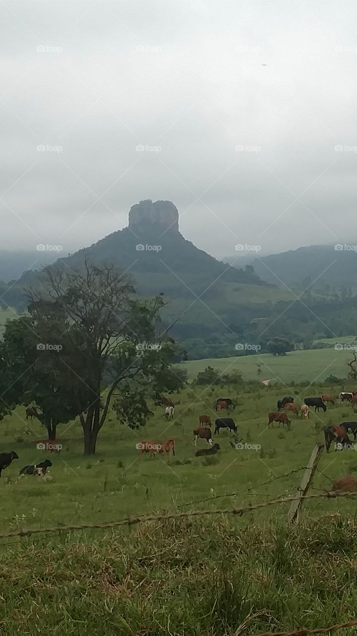 BRAZILIAN FARM - Analândia/SP