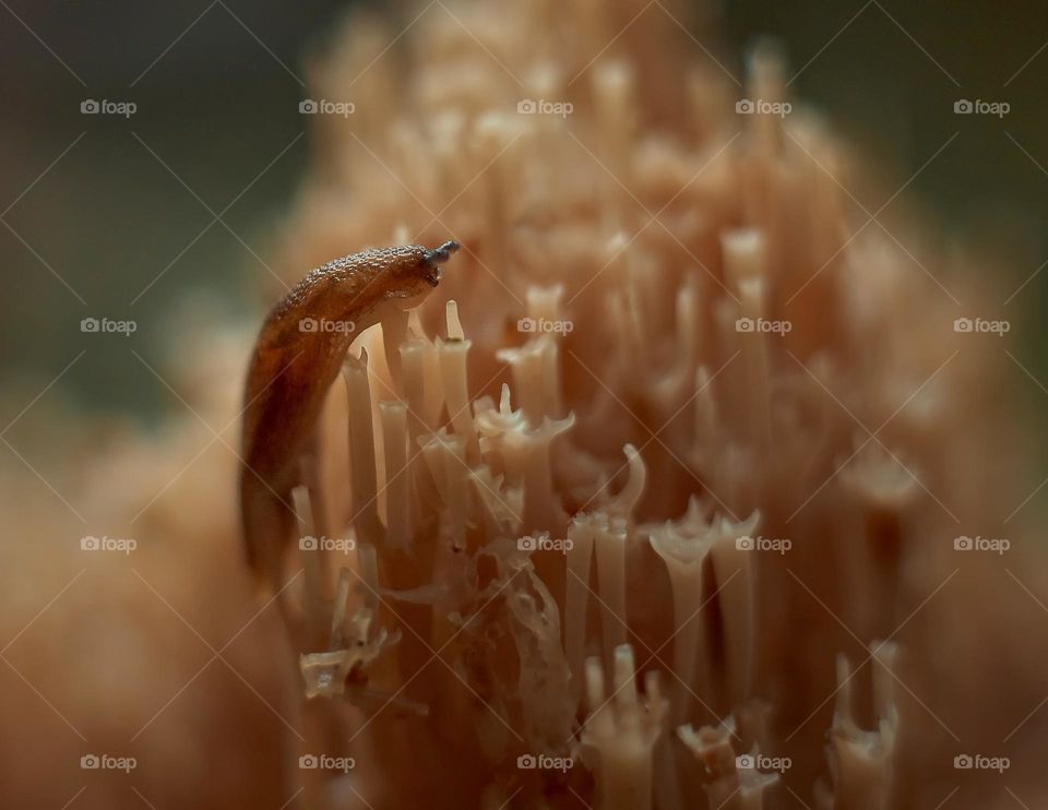 Slug on a moss, macro photography