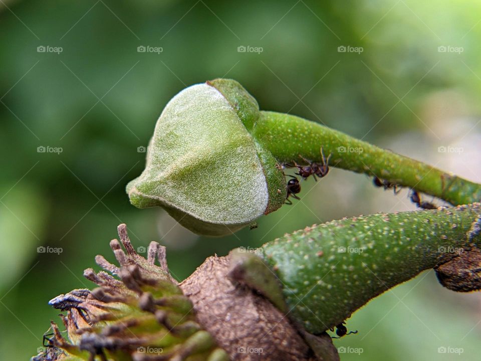 soursop flower