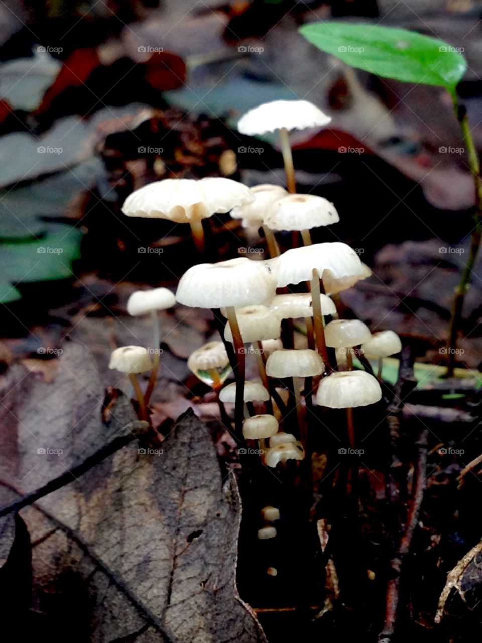 As a fairy tale,magic mushroom