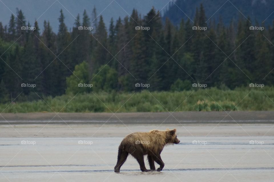 Grizzly at Lake Clark