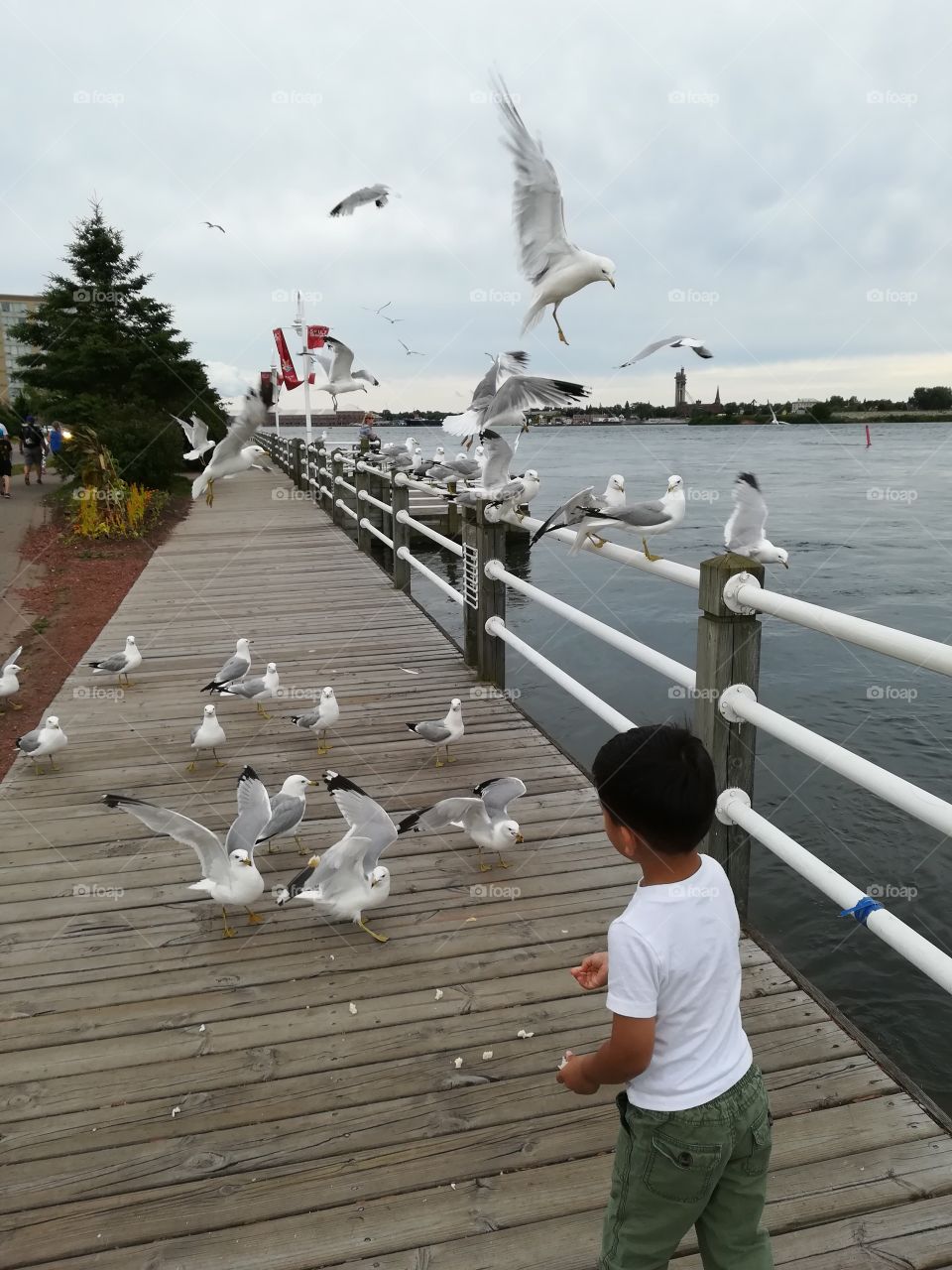 Child feeding flying seagulls