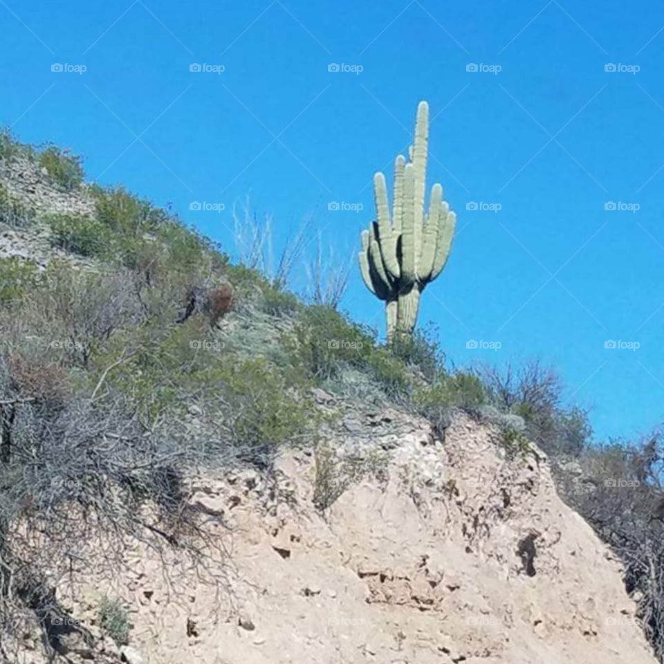 Cactus