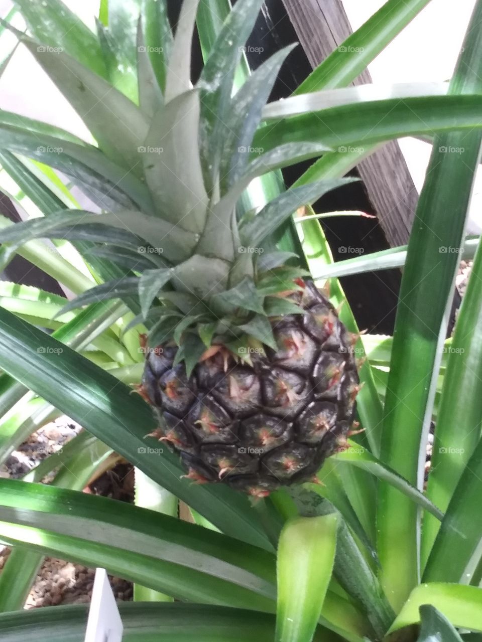 little pineapple