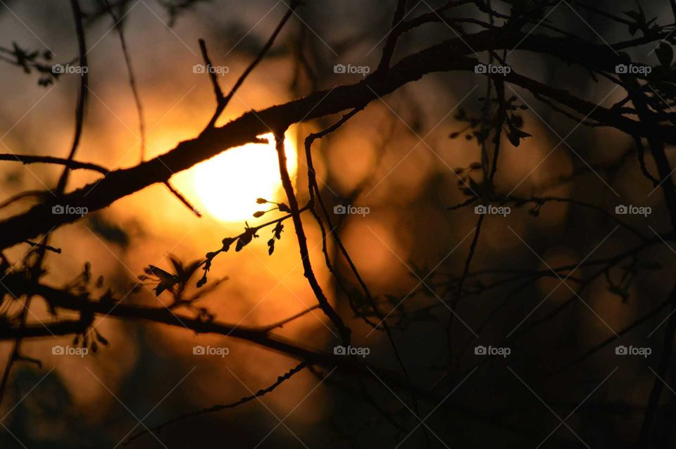 Silhouette of tree branches during dusk