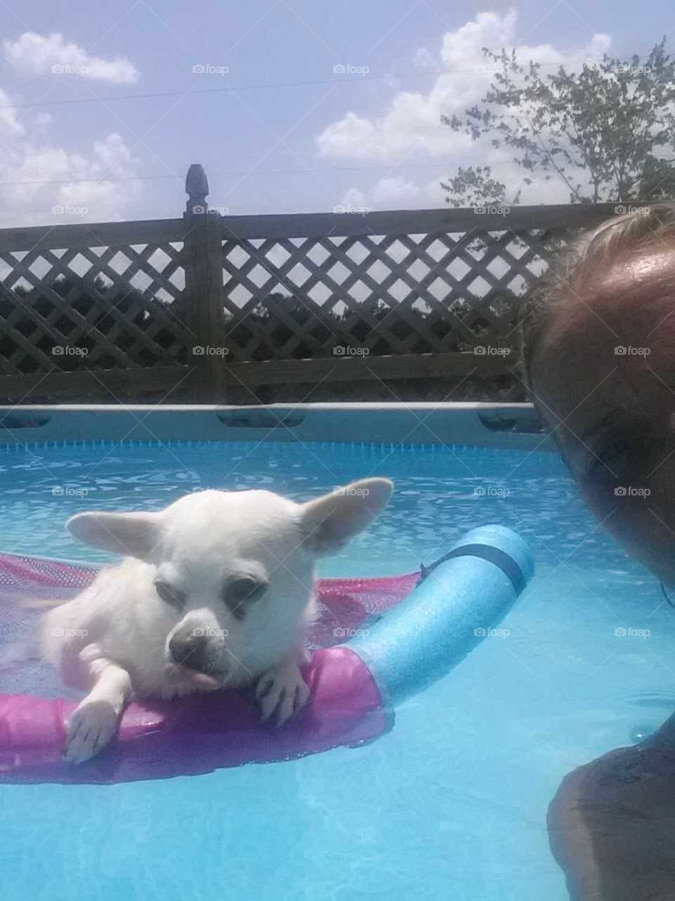 summer, pool time, sun, blue sky, swimming