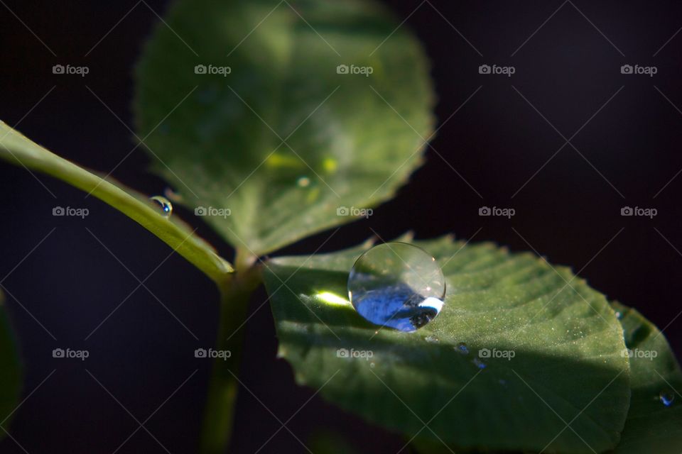 Water droplet