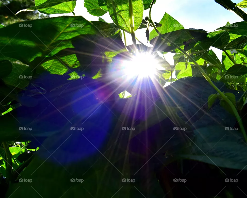 sun