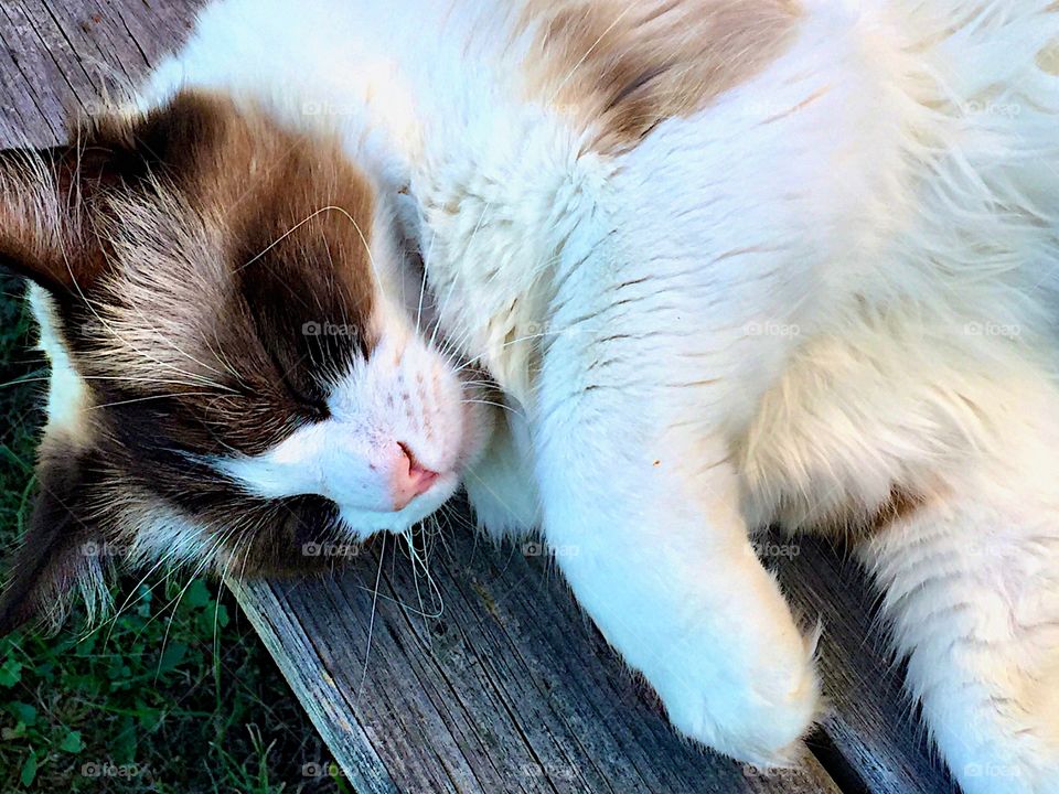 Sleeping gorgeous cat! 