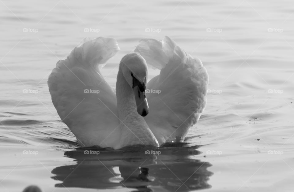 A white swan in a shape of heart in Black Sea waters near Varna, Bulgaria.
