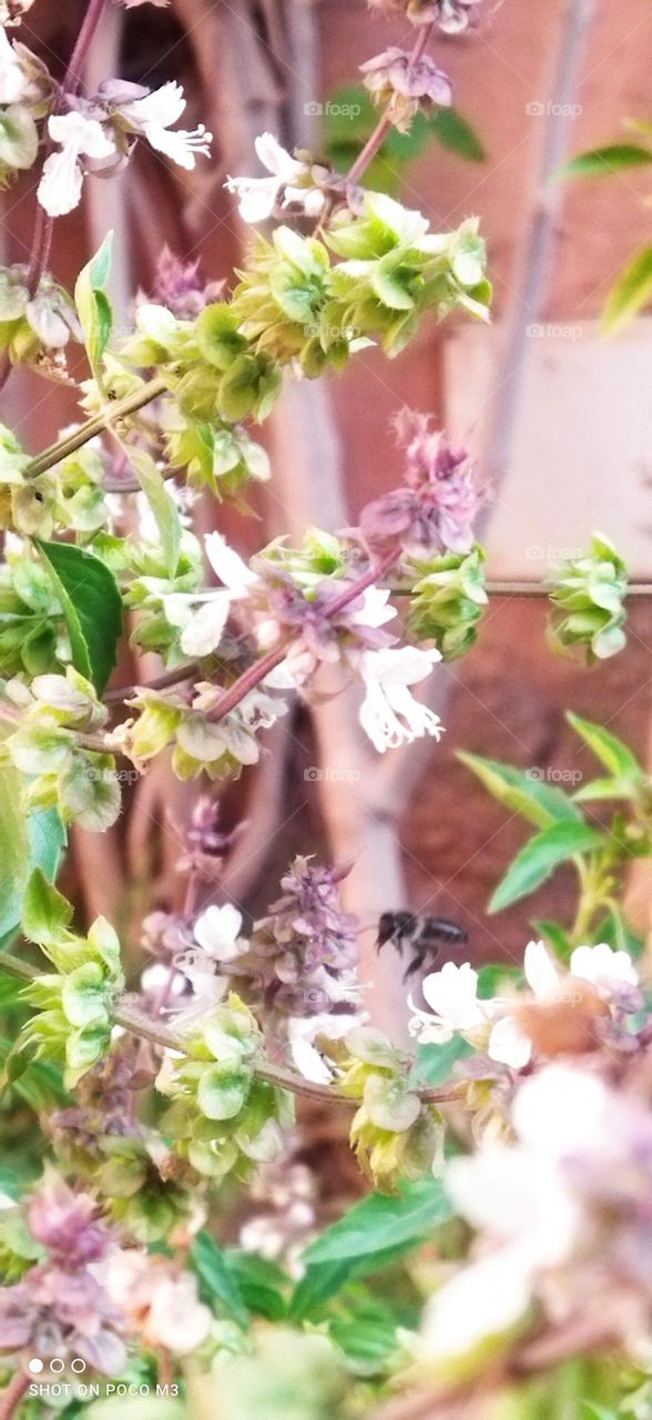 beautiful bee on flower