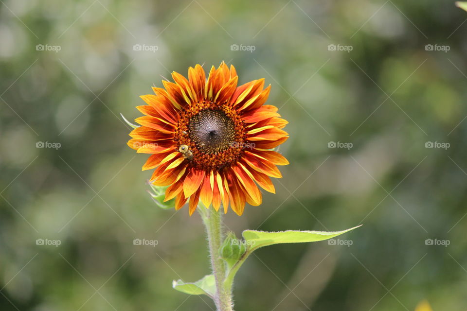 Sunflower beauty growing in my garden
