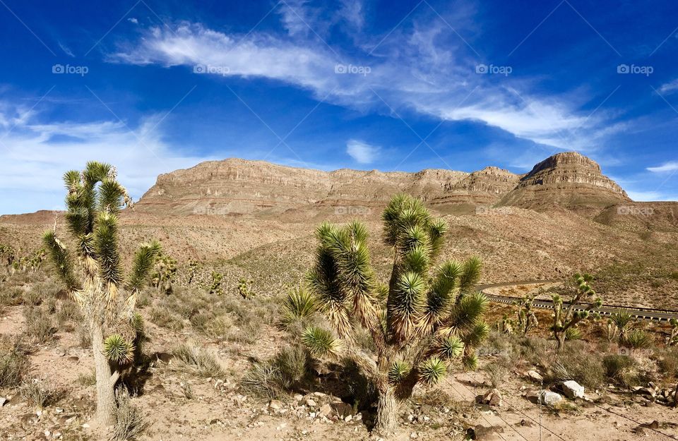 Nevada desert