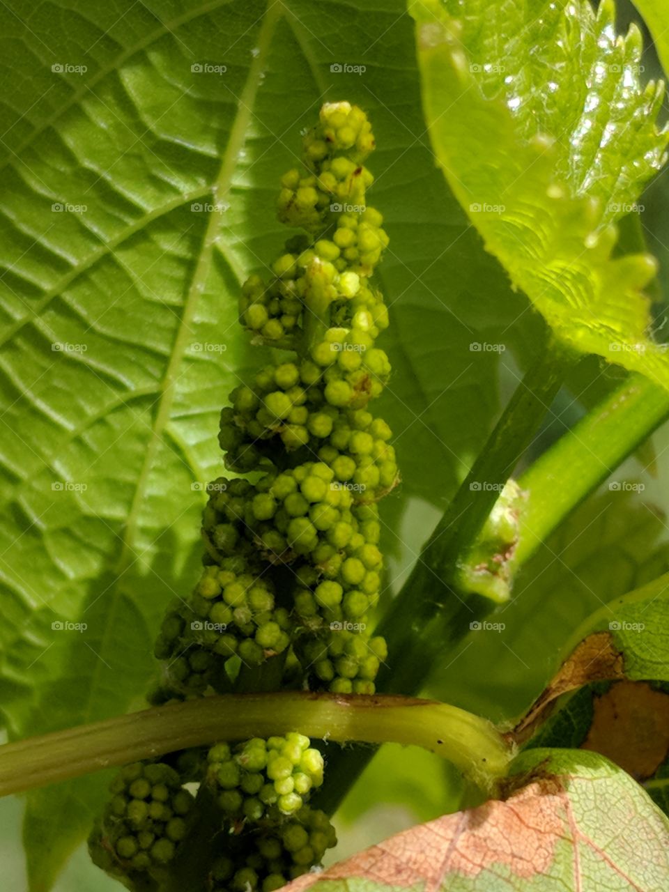 baby grapes coming in
