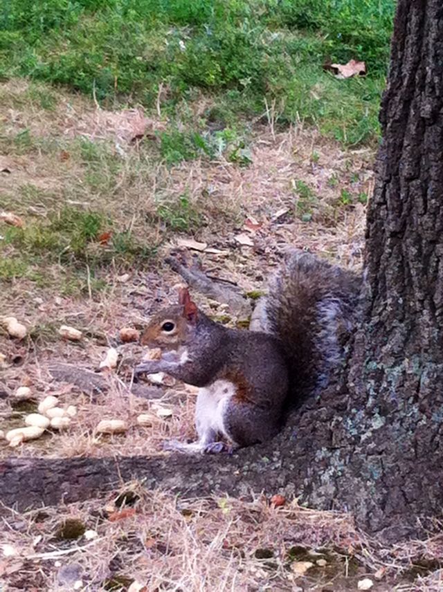 Mammal, Rodent, Nature, Wood, No Person