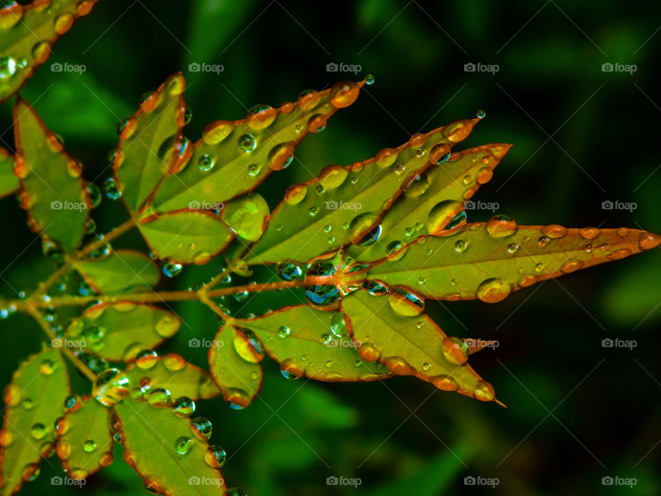 rain drops on green and red leafs