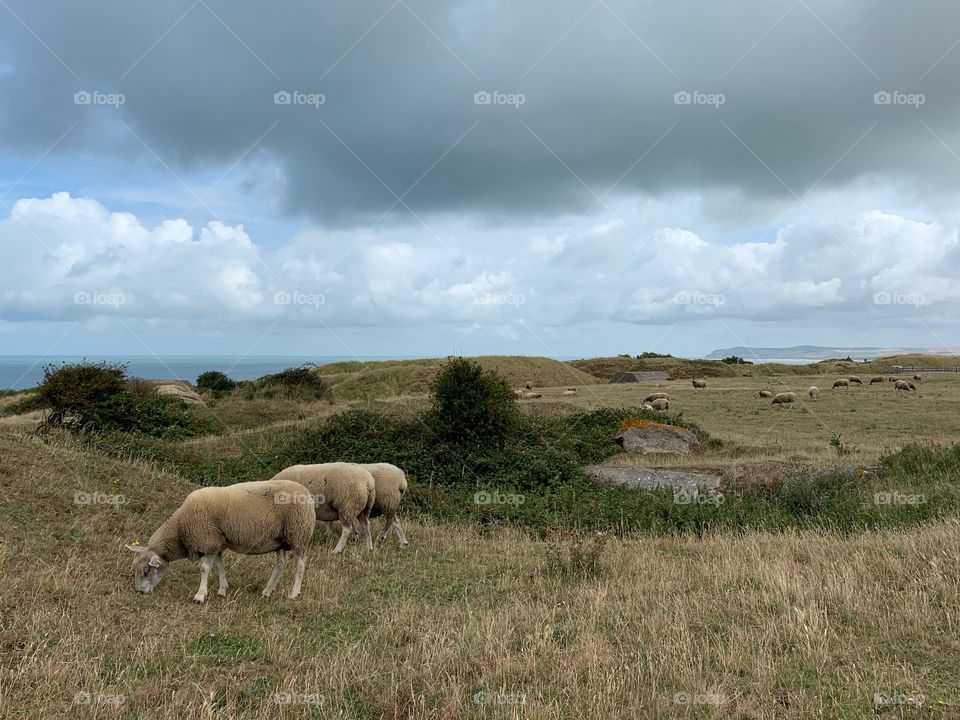 Cap gris nez 