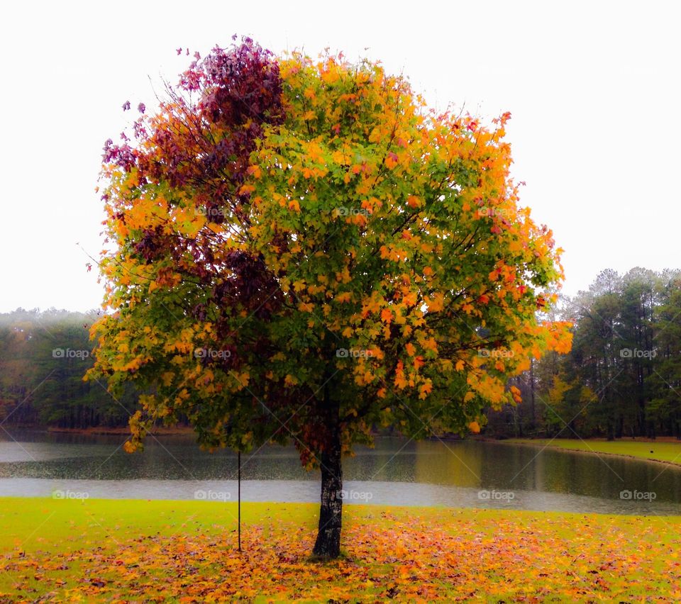 Maple Tree in Autumn 