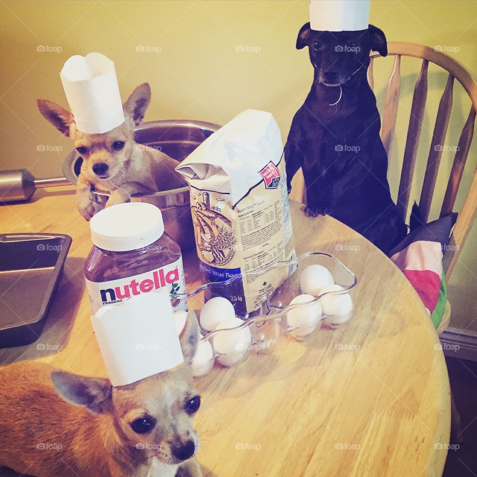 What?! You've never seen pups making a cake before?! 