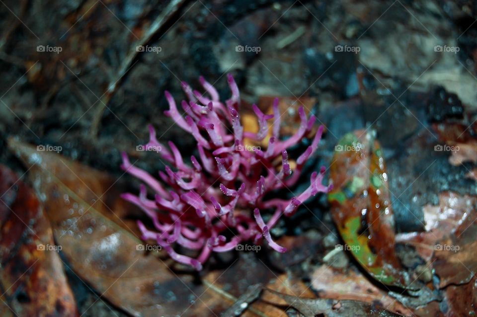 Little Purple fat plants in the forest 