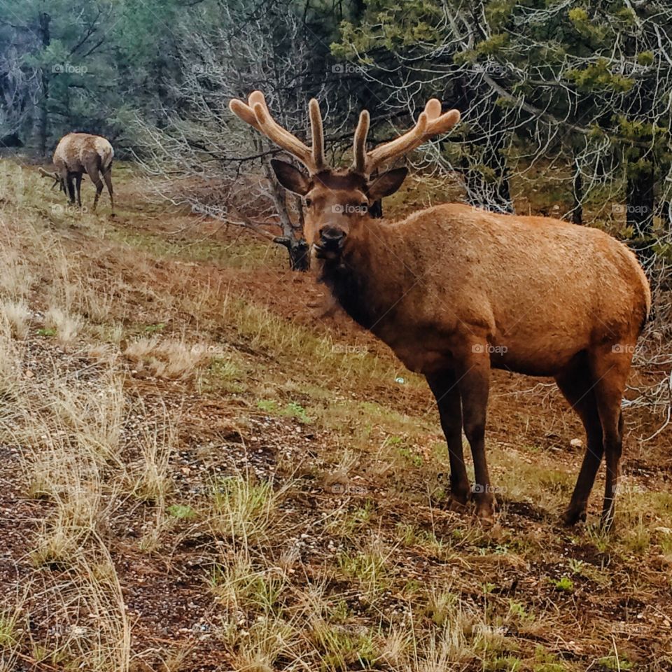Elk