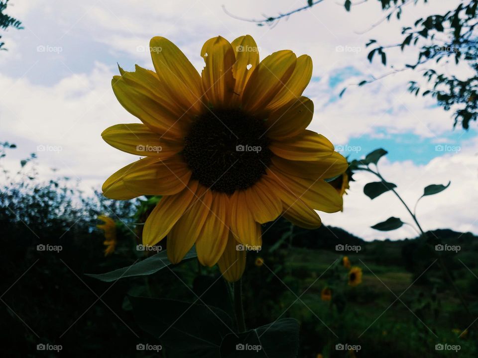 sunflower