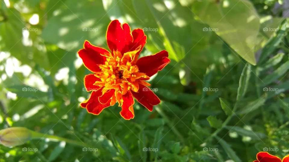 Flower